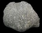 Nice Pyrite Replaced Brachiopod (Paraspirifer) - Ohio #34186-1